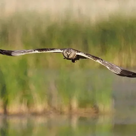 Bois Le Colibri A Chambley *